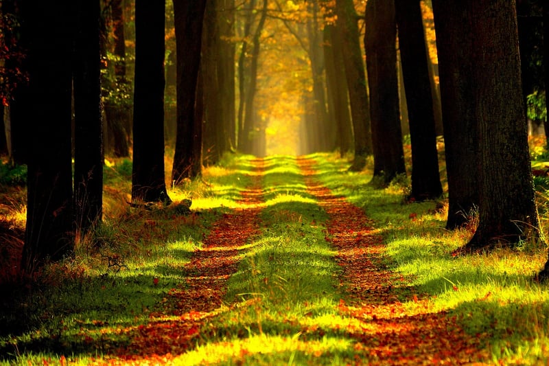 Forest Magic